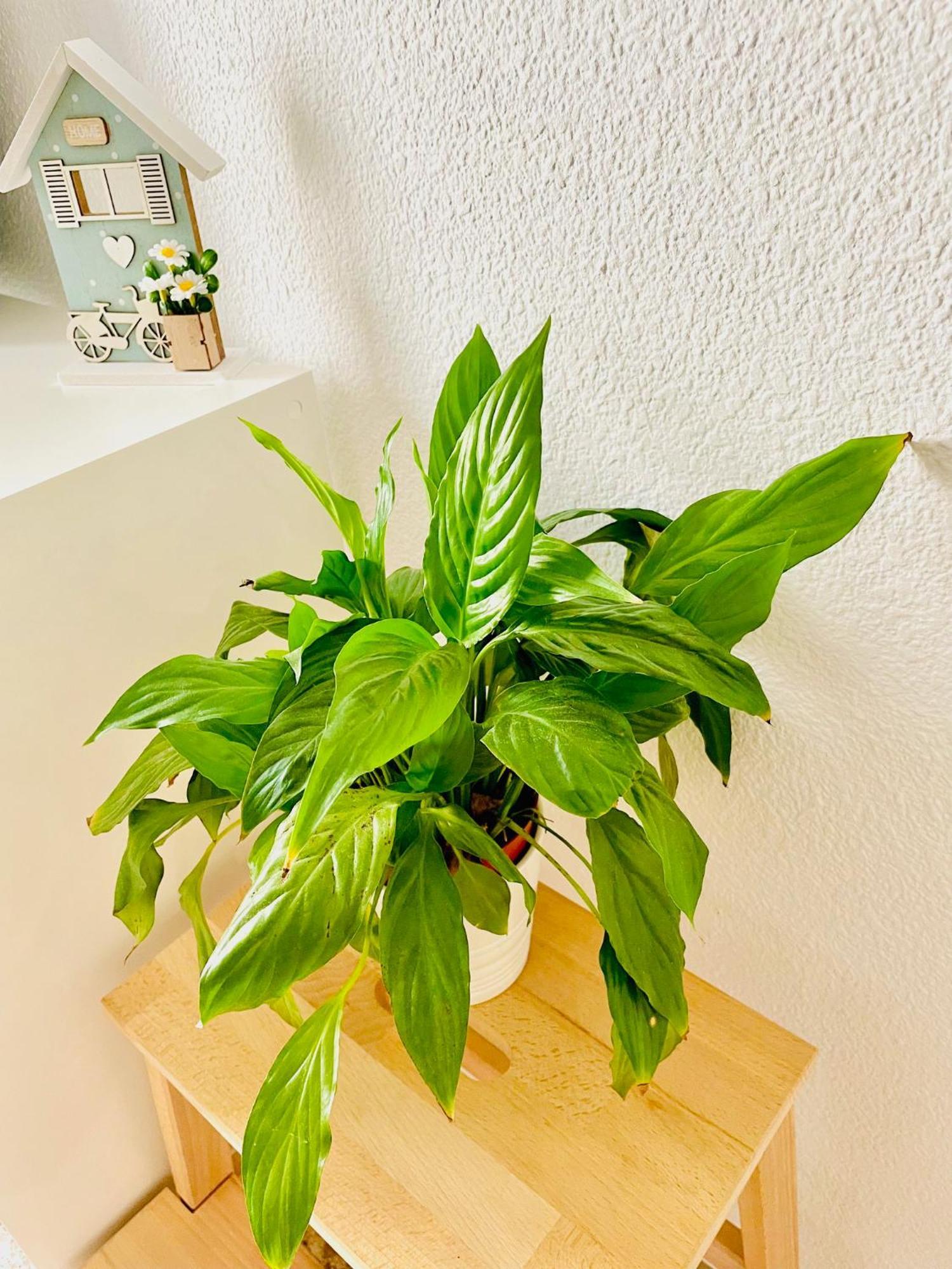 Precioso Apartamento Playa Pinedo Valensiya Dış mekan fotoğraf